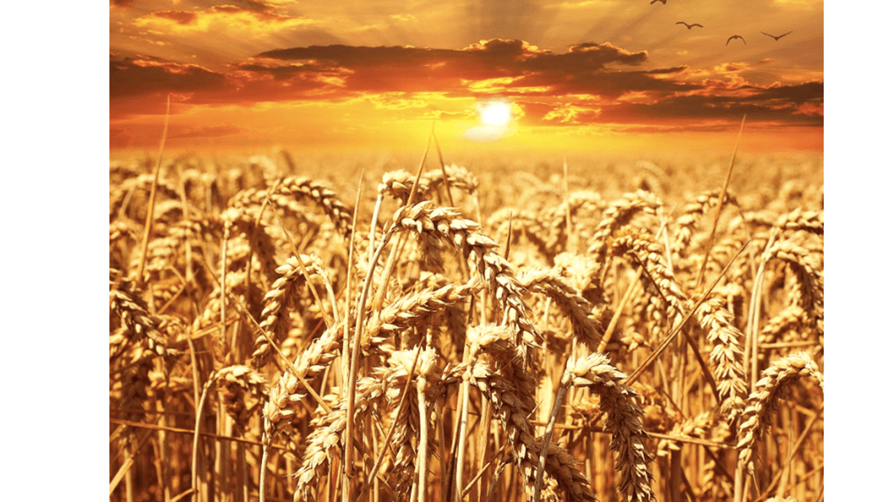 Gluten resources.